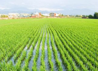 Confagricoltura: “Risicoltura eccellenza nella coltivazione, va rilanciata la commercializzaizone”