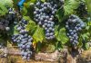 Moncrivello: conto alla rovescia per la festa del vino del 20-22 settembre