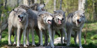 Asl, Carabinieri e Servizio Veterinario insieme per limitare i danni degli animali predatori