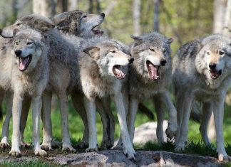 Asl, Carabinieri e Servizio Veterinario insieme per limitare i danni degli animali predatori