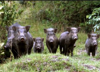 Confagricoltura: “urgente contenere il proliferare di fauna selvatica contro la peste suina”