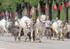 Domenica via alla 583esima corsa dei buoi ad Asigliano
