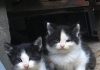 A tutela dei gatti Borgosesia ufficializza il ruolo dei gattari