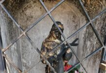 Danneggiata la statua di Santa Rita all’Isola: appello di don Scavarda per recuperarla