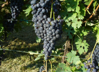 Vino: la Regione definisce le riserve vendemmiali e introduce la misura dello stoccaggio