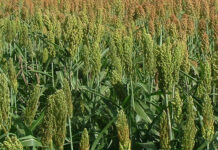 Allarme per il Sorgo anche in Valsesia, la Regione: “Non deve essere triturato per l’alimentazione animale, per la siccità è tossico”